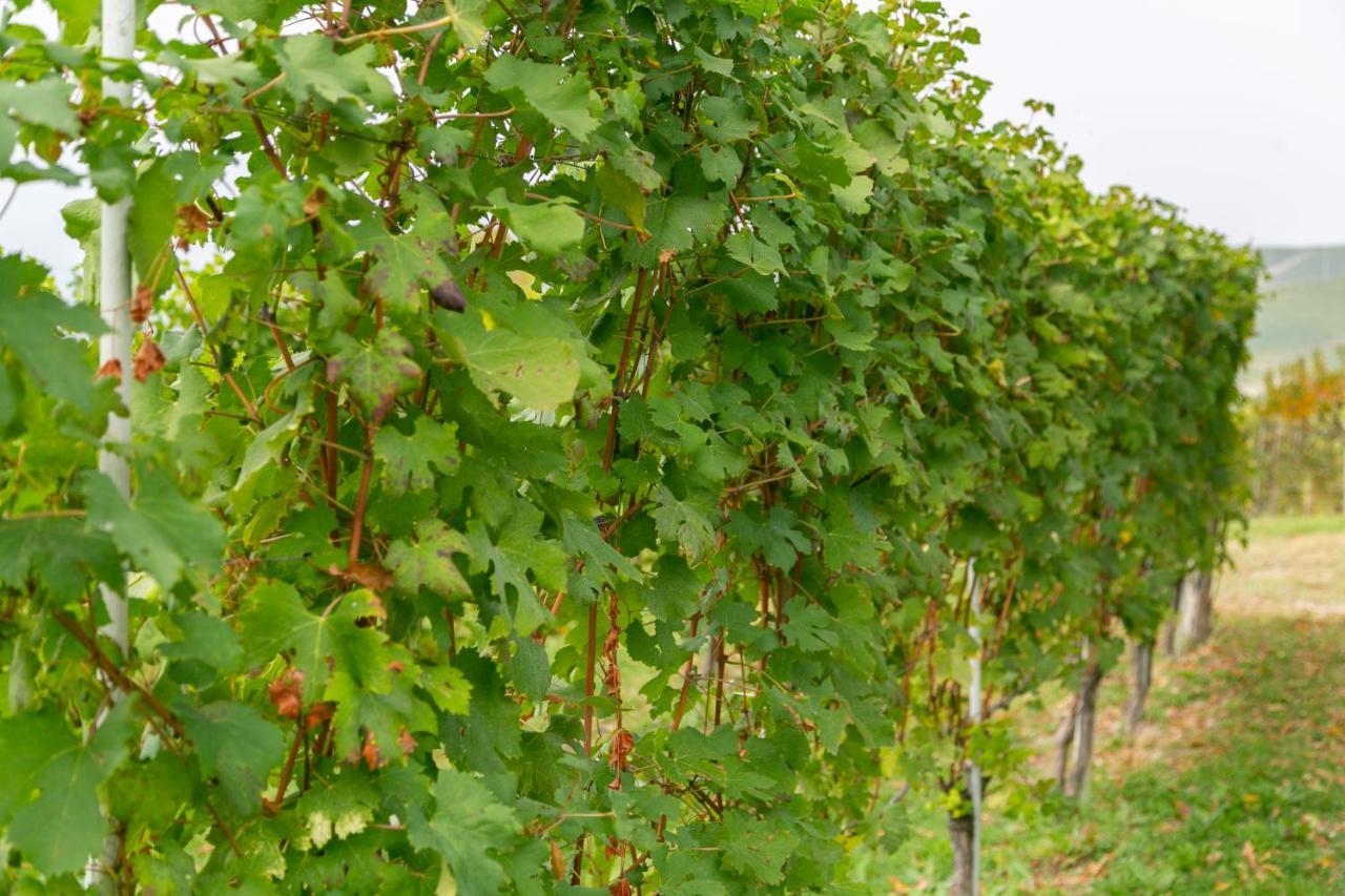 Ca Trifolera Barbaresco - Romantico Cascinale Con Antica Cantina Nel Cuore Delle Langhe - Degustazione Vini Nella Nostra Cantina Екстер'єр фото
