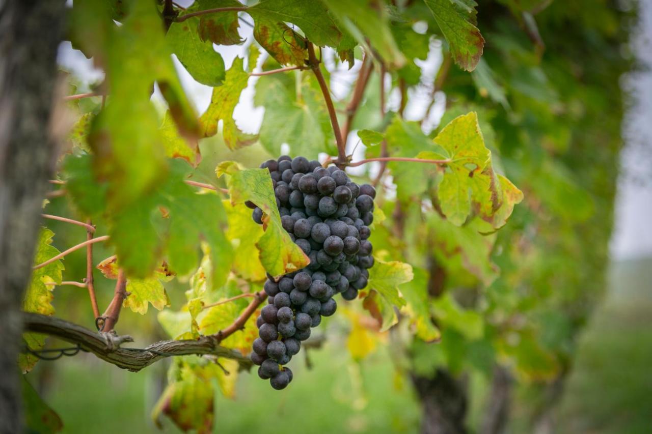 Ca Trifolera Barbaresco - Romantico Cascinale Con Antica Cantina Nel Cuore Delle Langhe - Degustazione Vini Nella Nostra Cantina Екстер'єр фото