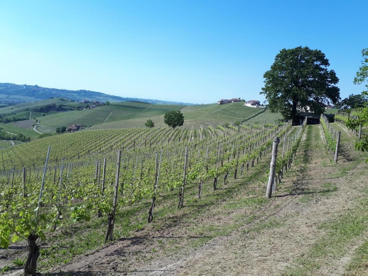 Ca Trifolera Barbaresco - Romantico Cascinale Con Antica Cantina Nel Cuore Delle Langhe - Degustazione Vini Nella Nostra Cantina Екстер'єр фото