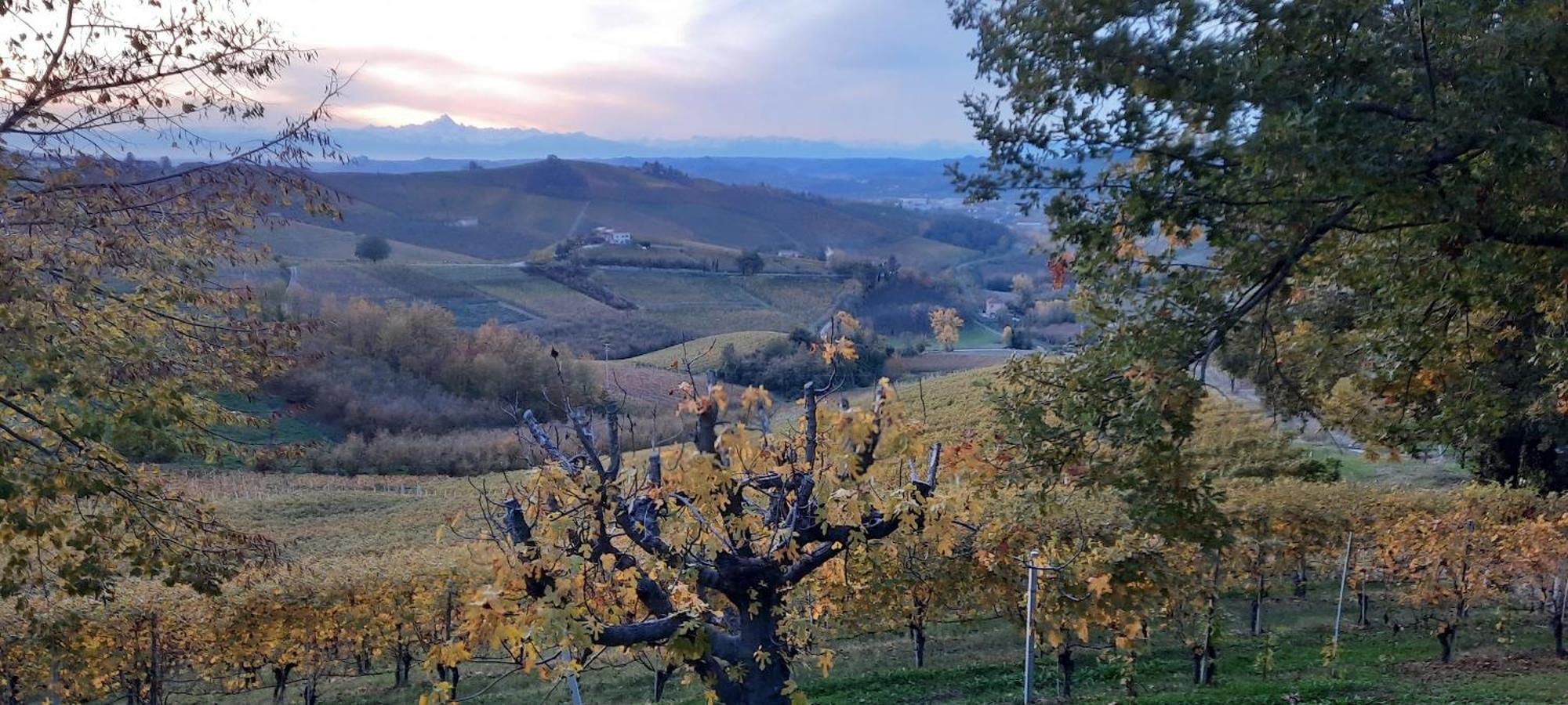 Ca Trifolera Barbaresco - Romantico Cascinale Con Antica Cantina Nel Cuore Delle Langhe - Degustazione Vini Nella Nostra Cantina Екстер'єр фото