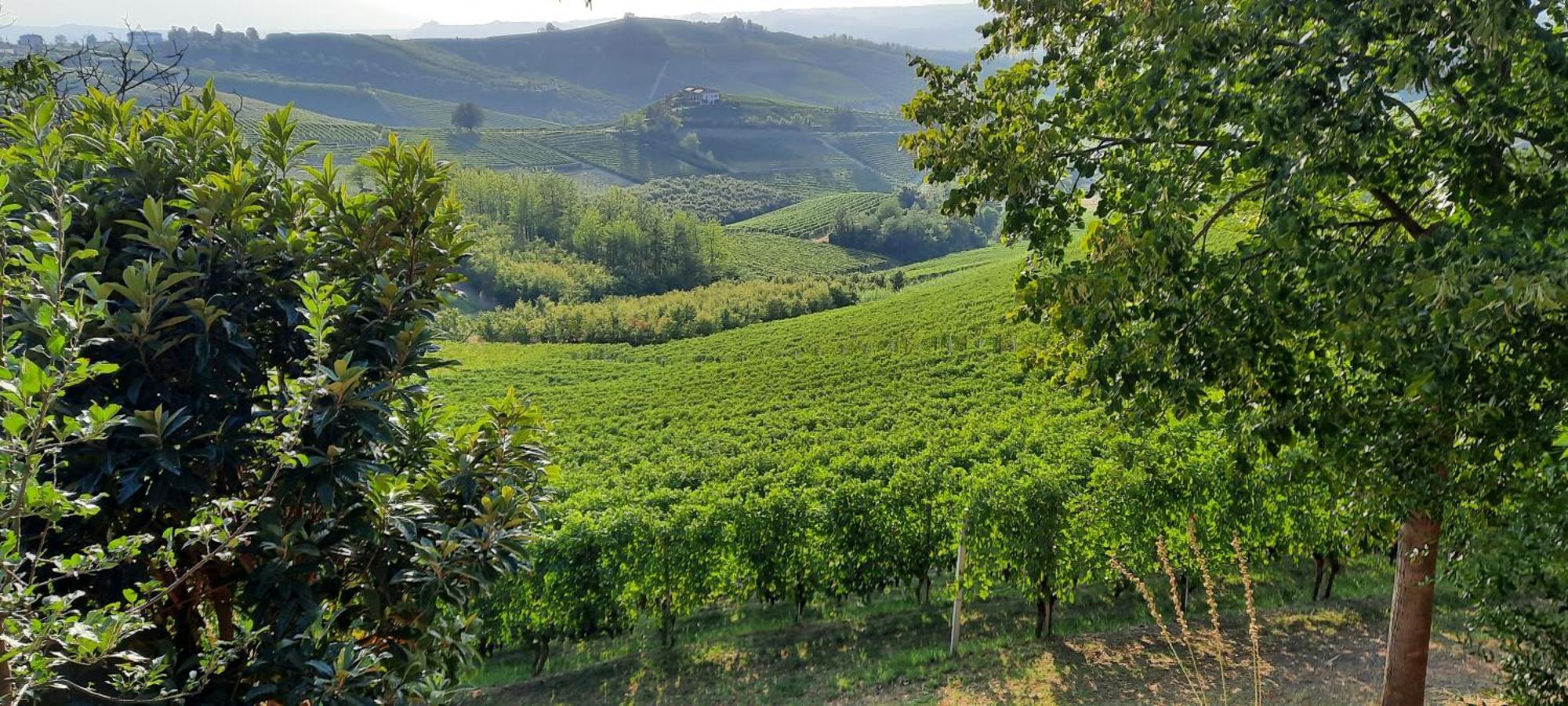 Ca Trifolera Barbaresco - Romantico Cascinale Con Antica Cantina Nel Cuore Delle Langhe - Degustazione Vini Nella Nostra Cantina Екстер'єр фото